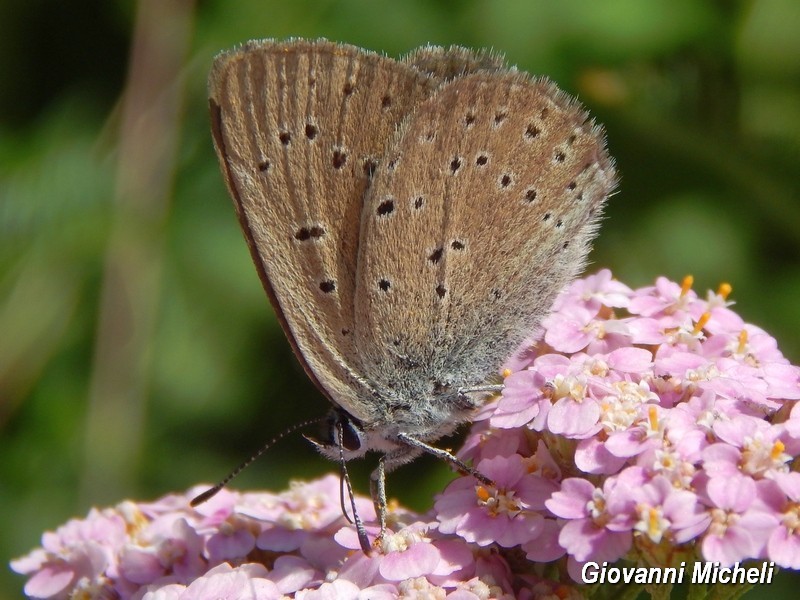 Lycaenidae 1 da ID - Lycaena hippothoe ssp. eurydame